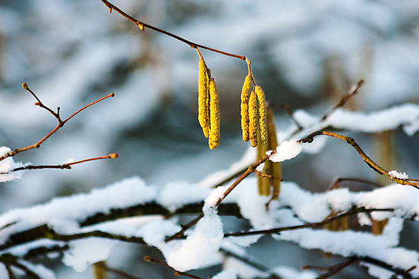 포토 JPG 해외이미지 꽃 겨울 자연 사람없음 야외 가로 햇빛 벚꽃 꽃가루 알레르기 개암나무 해외포토 나무 식물 계절 태양 질병 가루 생태계 파일형식 이미지허브
