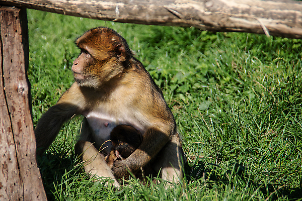 포토 JPG 해외이미지 청소년 놀이 털 초원 사람없음 초록색 물 갈색 원숭이 아기 호기심 꼬리 솜털 몸단장 해외포토 자연요소 감정 컬러 컨셉 포유류 사람 파일형식 이미지허브