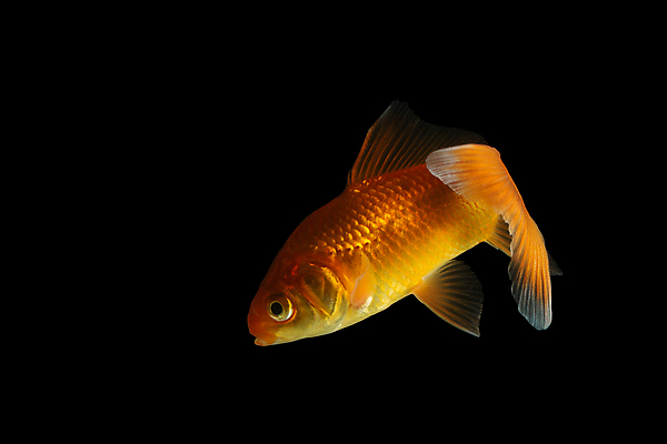 포토 JPG 해외이미지 백그라운드 어류 사람없음 반려동물 흰색 황금 금붕어 고립 해외포토 동물 컬러 수중동물 파일형식 이미지허브