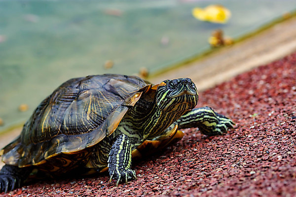 포토 JPG 해외이미지 동물 척추동물 야생동물 파충류 자연 생물 양서류 사람없음 목재 옆모습 초록색 물 반려동물 강 머리 손상 껍질 연못 신선 점 닫기 거북이 눈금 슛 악어 멸종 느림 고립 등딱지 민물 해외포토 자연요소 나무 뷰포인트 컬러 컨셉 재료 모션 신체부위 생태계 파일형식 이미지허브