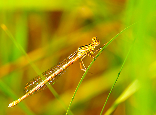 포토 JPG 해외이미지 동물 공원 야생동물 곤충 백그라운드 잎 자연 사람없음 야외 가로 초록색 여름 갈색 환경 흰색 잠자리 작음 날씬함 해외포토 식물 계절 공공시설 컬러 크기 몸매 생태계 파일형식 이미지허브