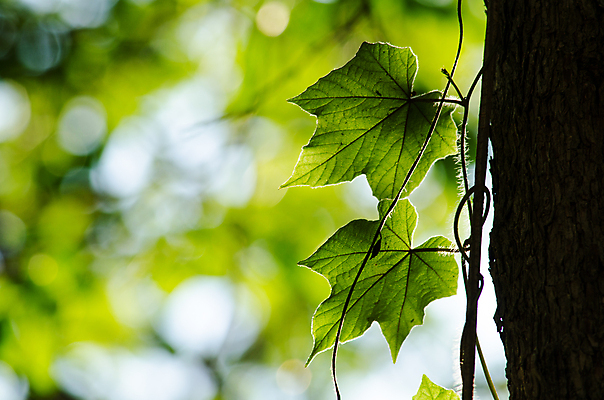 포토 JPG 해외이미지 식물 템플릿 디자인 백그라운드 잎 패턴 자연 추상 프레임 사람없음 목재 초록색 여름 빛 환경 봄 젖음 성장 물방울 신선 작음 유기농 질감 내추럴 인공 해외포토 나무 웰빙 계절 컬러 무늬 재료 크기 생태계 파일형식 이미지허브