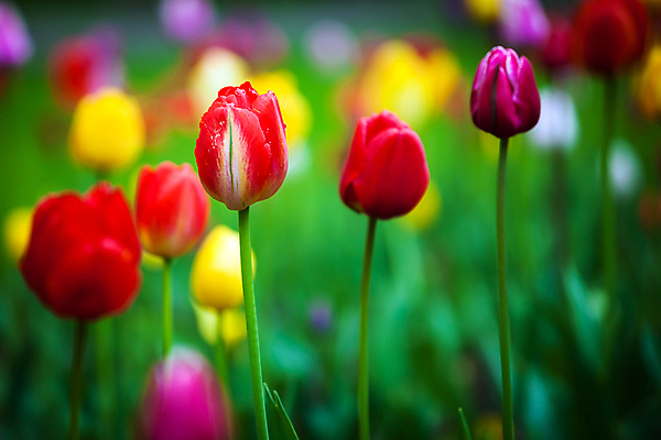 포토 JPG 해외이미지 식물 계절 공원 꽃잎 꽃 분홍색 백그라운드 꽃무늬 밭 자연 초원 사람없음 야외 빨간색 초록색 여름 컬러풀 뷰티 노란색 정원 보라색 봄 튤립 벚꽃 해외포토 공공시설 컬러 무늬 농업 생태계 파일형식 이미지허브