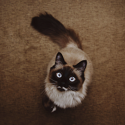 포토 JPG 해외이미지 동물 1 응시 포유류 털 실내 앉기 사람없음 반려동물 검은색 고양이 회색 정상 부드러움 솜털 노려봄 시베리아 총구 해외포토 시선 컬러 모션 표정 내부 감각 파일형식 이미지허브