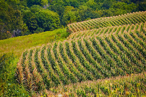 포토 JPG 해외이미지 식물 계절 여행 밭 농업 하늘 밥 사람없음 야외 농작물 농장 농경지 봄 수확 시골 낟알 땅 밀 언덕 포도밭 미로 밭일 해외포토 산업 음식 곡류 파일형식 이미지허브