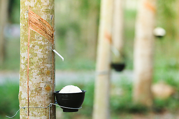 포토 JPG 해외이미지 나무 식물 산업 아시아 잎 농업 태국 자연 풍경 사람없음 목재 초록색 농작물 농장 환경 정원 우유 수확 흰색 시골 신선 사발 숲 날것 고무 내추럴 라텍스 줄서기 해외포토 나라 컬러 재료 모션 유제품 사기그릇 생태계 파일형식 이미지허브