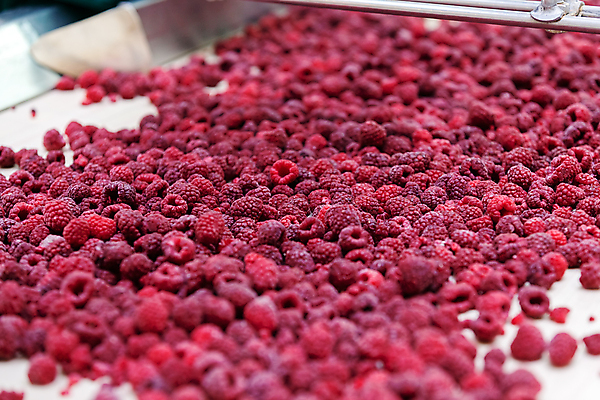 포토 JPG 해외이미지 공장 사람없음 냉동 기계 제조 산딸기 식품공장 냉동식품 해외포토 음식 과일 공업 파일형식 이미지허브