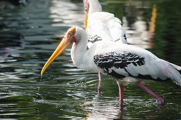 포토 JPG 해외이미지 나무 동물 1 야생동물 백그라운드 잎 오렌지 노래 자연 조류 휴식 종류 앉기 사람없음 야외 빨간색 초록색 여름 우주 봄 회색 바위 흰색 나뭇가지 묘사 싱글 생물학 앵무새 새장 서식지 생태학 잉꼬 해외포토 식물 계절 교육 음악 컬러 컨셉 과일 모션 돌_바위 생태계 케이지 파일형식 이미지허브