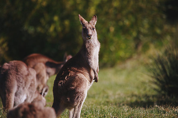포토 JPG 해외이미지 동물 공원 얼굴 야생동물 백그라운드 포유류 자연 초식동물 털 사람없음 야외 초록색 갈색 머리 여행객 환경 회색 흰색 닫기 호주 경계 호기심 코 귀 목 캥거루 동쪽 내추럴 동물상 오지 집게발 튕기기 해외포토 공공시설 감정 컬러 컨셉 모션 사람 신체부위 조형물 오세아니아 방향 생태계 파일형식 이미지허브