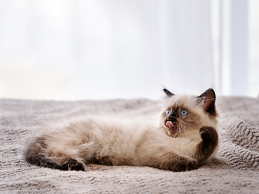 포토 JPG 해외이미지 백그라운드 휴식 실내 사람없음 반려동물 귀여움 고양이 침대 기르기 샴고양이 펫팸족 해외포토 동물 가구 컨셉 포유류 내부 신조어 돌봄 파일형식 이미지허브