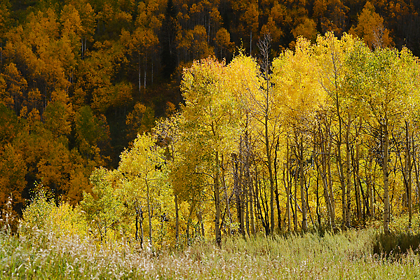 포토 JPG 해외이미지 나무 식물 계절 잎 자연 사람없음 야외 파란색 컬러풀 노란색 미국 흰색 나뭇가지 황무지 숲 9월 나무껍질 콜로라도 해외포토 컬러 북아메리카 껍질 날짜 생태계 파일형식 이미지허브