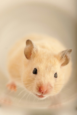 포토 JPG 해외이미지 응시 실내 사람없음 반려동물 설치류 작음 햄스터 해외포토 동물 시선 내부 크기 파일형식 이미지허브