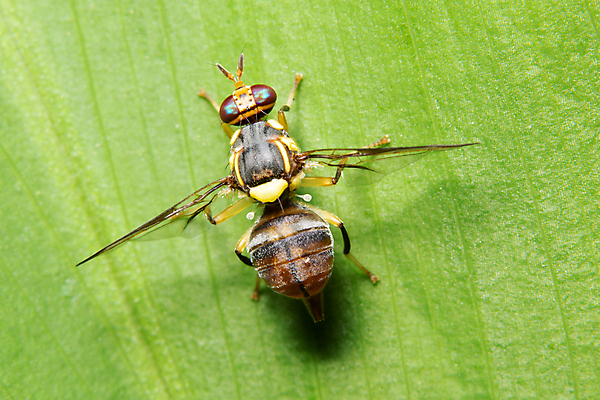 포토 JPG 해외이미지 식물 동물 야생동물 과일 자연 사람없음 해외포토 생태계 파일형식 이미지허브