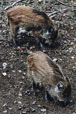포토 JPG 해외이미지 나무 동물 공원 유럽 야생동물 낙엽 자연 국립공원 사람없음 야외 목재 환경 세계문화유산 돼지 숲 광택 서식지 동쪽 폴란드 내추럴 동물상 생태학 해외포토 식물 공공시설 교육 나라 잎 재료 포유류 조형물 문화재 방향 생태계 파일형식 이미지허브