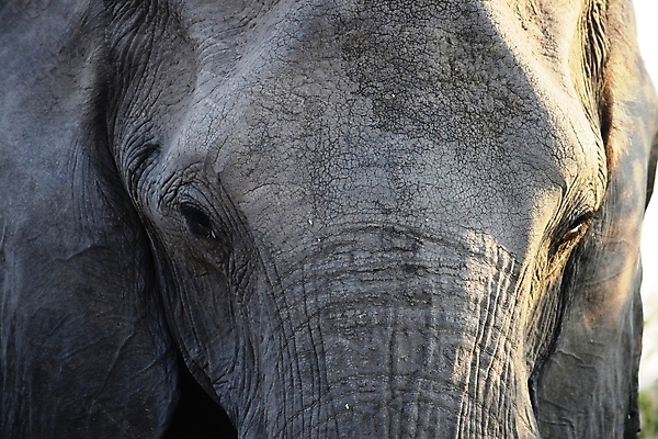 포토 JPG 해외이미지 동물 공원 야생동물 여행 포유류 가족 아프리카 자연 엄마 초식동물 코끼리 사람없음 야외 물 강 힘 회색 마시기 아기 황무지 보호 군중 큼 사파리 귀 상아 케냐 남쪽 내추럴 송아지 보츠와나 사바나 전국 해외포토 자연요소 공공시설 나라 새끼 컬러 컨셉 관계 모션 사람 신체부위 소 크기 방향 생태계 파일형식 이미지허브