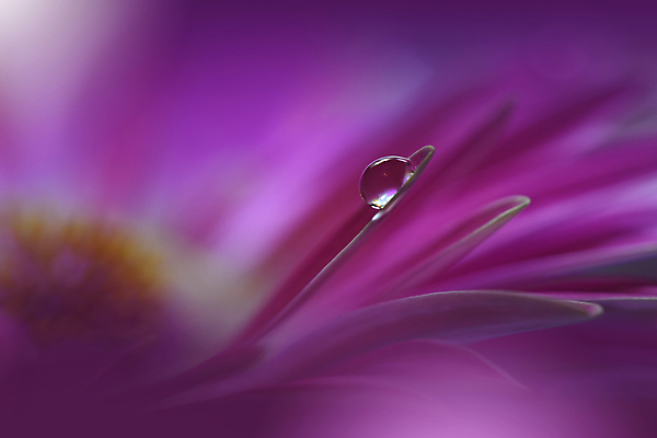 포토 JPG 해외이미지 식물 디자인 배너 꽃 백그라운드 꽃무늬 자연 벽지 추상 휴가 새로움 기념 사랑 미술 사람없음 장식 컬러풀 뷰티 봄 낭만 덮개 벚꽃 물방울 축하 인사 신용카드 메뉴 데이지 캔버스 초대 파스텔톤 국경 해외포토 계절 감정 컬러 컨셉 무늬 문화예술 금융 뚜껑 예절 생태계 파일형식 이미지허브