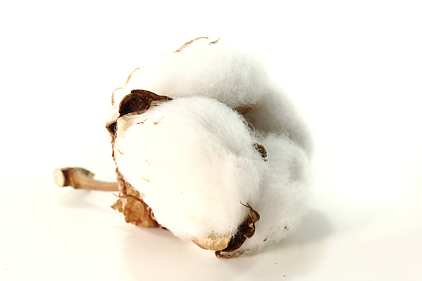 포토 JPG 해외이미지 식물 라이프스타일 꽃 도로 줄기 백그라운드 건조 따뜻함 사람없음 장식 농작물 흰색 면 개화 부드러움 리빙 내추럴 부담 해외포토 길 컬러 농업 교통시설 생활 감각 파일형식 이미지허브