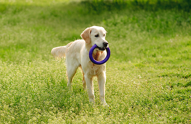 포토 JPG 해외이미지 행복 놀이 사람없음 야외 산책 잡초 고리 개 해외포토 식물 감정 포유류 휴식 파일형식 이미지허브