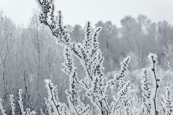 포토 JPG 해외이미지 나무 식물 구름 계절 공원 꽃 여행 백그라운드 크리스마스 겨울 밭 자연 하늘 표면 날씨 흑백 초원 사람없음 야외 빛 뷰티 환경 정원 냉동 검은색 추위 흰색 숲 서리 장면 해외포토 자연요소 공공시설 기념일 컬러 농업 촬영기법 생태계 파일형식 이미지허브