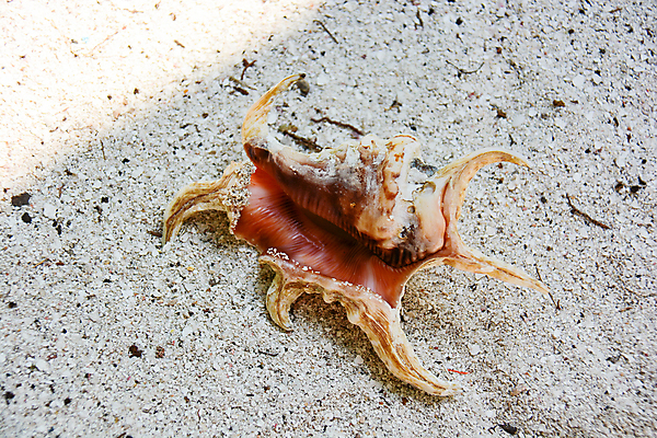 포토 JPG 해외이미지 모양 동물 1 야생동물 바다 백그라운드 자연 조개 연체동물 나선형 사람없음 장식 껍질 흰색 소라 오브젝트 질감 자연백그라운드 기념품 가리비 고립 해외포토 컬러 무늬 어패류 무척추동물 생태계 파일형식 이미지허브