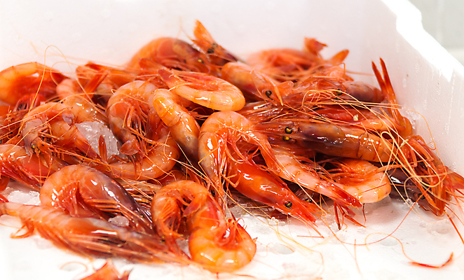 포토 JPG 해외이미지 새우 실내 사람없음 해물요리 해산물 흰배경 스티로폼박스 해외포토 음식 백그라운드 갑각류 내부 상자 흰색 파일형식 이미지허브