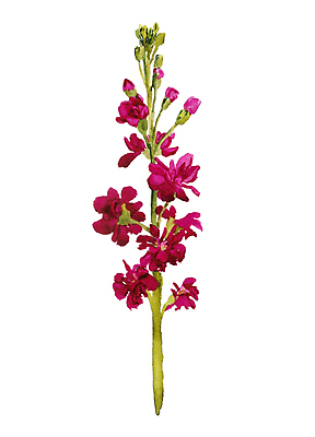 JPG 해외이미지 꽃 일러스트 사람없음 보라색 그림 손그림 해외일러스트 식물 컬러 파일형식 이미지허브