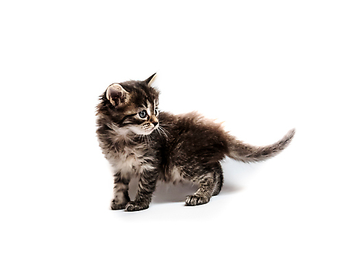 포토 JPG 해외이미지 한마리 응시 새끼 실내 사람없음 반려동물 귀여움 고양이 줄무늬 흰배경 반려묘 해외포토 동물 1 시선 백그라운드 컨셉 무늬 포유류 내부 흰색 파일형식 이미지허브