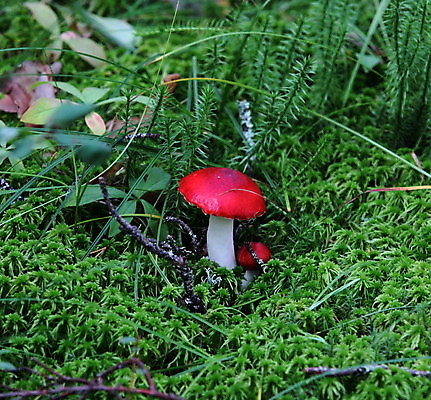 포토 JPG 해외이미지 식물 모자 음식 잎 가족 자연 아침 이끼 사람없음 빨간색 어둠 버섯 산책 촉촉함 가을 신선 그리기 숲 발견 내추럴 생태학 식용 해외포토 주간 잡화 계절 교육 컬러 관계 모션 휴식 젖음 생태계 파일형식 이미지허브