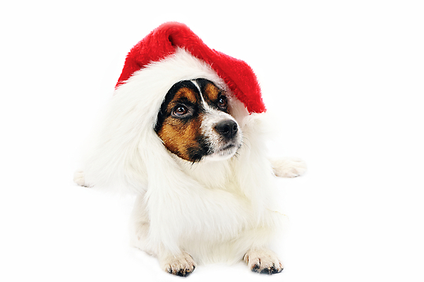 포토 JPG 해외이미지 동물 모자 크리스마스 겨울 휴가 새해 선물 사람없음 빨간색 반려동물 산타클로스 머리 귀여움 흰색 축하 개 강아지 작음 12월 모피 테리어 연도 사냥개 솜털 주둥이 캡모자 해외포토 모자_잡화 잡화 계절 기념일 컬러 컨셉 포유류 신체부위 날짜 크기 파일형식 이미지허브