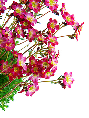 포토 JPG 해외이미지 식물 계절 꽃 분홍색 백그라운드 잎 꽃무늬 패턴 텍스트 자연 사람없음 초록색 여름 뷰티 봄 성장 흰색 신선 개화 원예 아로마 내추럴 고립 해외포토 컬러 무늬 취미 생태계 파일형식 이미지허브