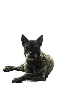 포토 JPG 해외이미지 동물 여자 포유류 휴식 사람없음 빛 검은색 양치기 개 흰배경 송곳니 거짓말 고립 대가리 카피스페이스 해외포토 직업 컬러 백그라운드 컨셉 사람 공백 흰색 치아 파일형식 이미지허브