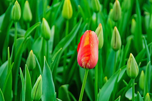 포토 JPG 해외이미지 주간 한송이 사람없음 야외 빨간색 초록색 튤립 꽃봉오리 해외포토 자연요소 1 꽃 컬러 송이 파일형식 이미지허브