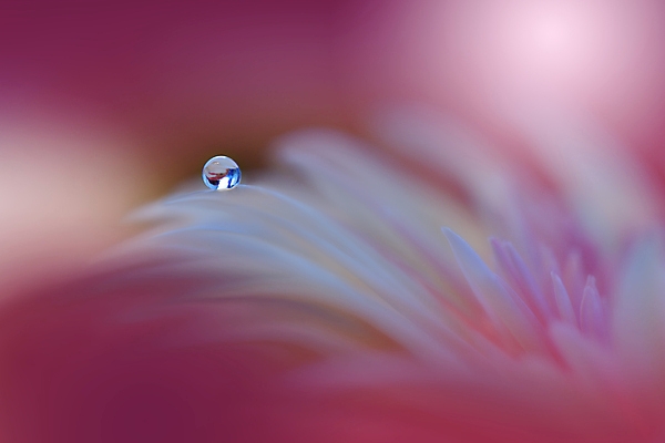 포토 JPG 해외이미지 식물 디자인 배너 꽃 백그라운드 꽃무늬 자연 벽지 추상 휴가 새로움 기념 사랑 미술 사람없음 장식 컬러풀 뷰티 봄 낭만 덮개 벚꽃 축하 인사 신용카드 메뉴 데이지 캔버스 초대 파스텔톤 국경 해외포토 계절 감정 컬러 컨셉 무늬 문화예술 금융 뚜껑 예절 생태계 파일형식 이미지허브