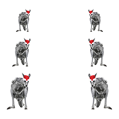 포토 JPG 해외이미지 전신 동물 응시 남자 야생동물 백그라운드 컨셉 크리스마스 포유류 자연 새해 생물 털 동물원 서기 성인 사람없음 산타클로스 점프 활발 회색 흰색 황무지 호주 군중 큼 6 사파리 흰배경 팝아트 슛 개성 모음 캥거루 고립 동물상 해외포토 시선 기념일 컬러 모션 사람 한글 조형물 숫자 오세아니아 크기 그림 생태계 파일형식 이미지허브