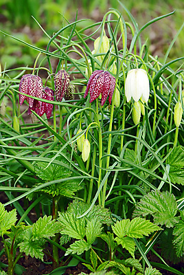 포토 JPG 해외이미지 식물 꽃잎 꽃 밭 전구 자연 초원 사람없음 목재 빨간색 초록색 여름 머리 정원 보라색 봄 들꽃 종 점 뱀 체스 백합 다발 묘사 원예 체크무늬 표범 삼림지대 영원 해외포토 나무 계절 컬러 무늬 농업 재료 포유류 파충류 놀이 취미 신체부위 숲 생태계 파일형식 이미지허브