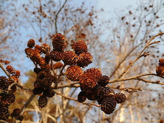 포토 JPG 해외이미지 나무 식물 계절 백그라운드 겨울 자연 추상 사람없음 목재 갈색 얼음 추위 소나무 천 오브젝트 질감 원뿔 내추럴 해외포토 자연요소 도형 컬러 무늬 재료 직물 생태계 파일형식 이미지허브