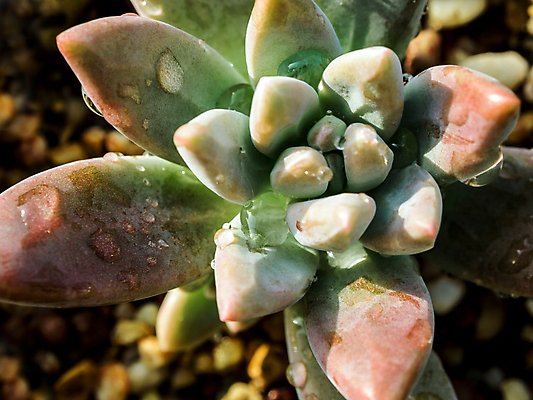 포토 JPG 해외이미지 식물 꽃 백그라운드 잎 자연 사람없음 장식 초록색 물 환경 정원 물방울 신선 원형 떨어짐 빗방울 묘사 원예 질감 젤리 리빙 내추럴 해외포토 자연요소 도형 컬러 컨셉 디저트 취미 비_날씨 생태계 파일형식 이미지허브