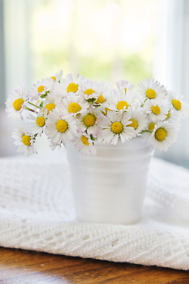 포토 JPG 해외이미지 식물 계절 꽃잎 꽃 꽃무늬 자연 사람없음 컬러풀 노란색 머리 꽃병 봄 흰색 신선 작음 향수 싱글 데이지 내추럴 고립 해외포토 컬러 무늬 신체부위 화장품 크기 생태계 파일형식 이미지허브