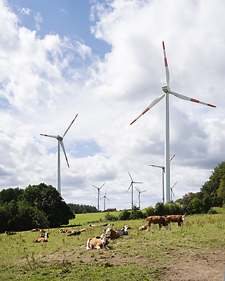 포토 JPG 해외이미지 동물 공원 산업 도로 밭 농업 포유류 자연 하늘 바람 독일 사람 사람없음 초록색 햇빛 태양 환경 계곡 맑음 힘 재활용 에너지 금지 시골 소 황금 숲 방목 언덕 먼지 북쪽 해외포토 자연요소 공공시설 유럽 길 컬러 교통시설 날씨 축산업 방향 친환경 생태계 파일형식 이미지허브