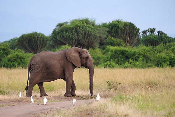 포토 JPG 해외이미지 동물 야생동물 여행 포유류 아프리카 자연 코끼리 파노라마 국립공원 사람없음 야외 관광지 환경 황무지 사파리 생태계 서식지 내추럴 동물상 우간다 해외포토 공원 나라 촬영기법 조형물 파일형식 이미지허브