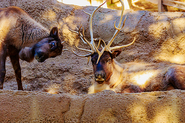포토 JPG 해외이미지 동물 응시 야생동물 북아메리카 포유류 사슴 사람없음 야외 가로 컬러풀 미국 캘리포니아 순록 해외포토 시선 컬러 아메리카 파일형식 이미지허브