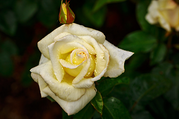 포토 JPG 해외이미지 꽃 산업 농업 자연 사람없음 야외 가로 컬러풀 한개 장미 봄 닫기 원예 카피스페이스 해외포토 식물 1 계절 컬러 모션 취미 공백 생태계 파일형식 이미지허브