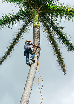 포토 JPG 해외이미지 나무 식물 직업 전통 남자 음식 여행 백그라운드 잎 과일 태국 자연 하늘 손바닥 사람 성인 사람없음 야외 초록색 여름 파란색 농장 수확 업무 숲 큼 설탕 오르기 지역 코코넛 내추럴 옛날 해외포토 손 계절 아시아 컬러 농업 모션 작업 크기 생태계 파일형식 이미지허브