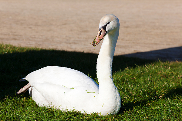 포토 JPG 해외이미지 동물 여행 조류 사람없음 정원 프랑스 백조 동물상 해외포토 유럽 조형물 파일형식 이미지허브