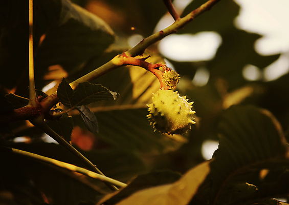 포토 JPG 해외이미지 나무 식물 계절 유럽 백그라운드 잎 과일 자연 실내 건강 씨앗 사람없음 야외 갈색 견과류 껍질 가을 흰색 신선 오픈 가시 약초 밤 숲 먹기 유기농 날카로움 슛 스파이크 내추럴 고립 적갈색 해외포토 웰빙 나라 컬러 모션 내부 풀_식물 생태계 파일형식 이미지허브