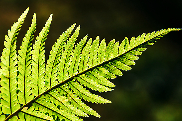 포토 JPG 해외이미지 식물 디자인 꽃 백그라운드 잎 꽃무늬 자연 사람없음 장식 초록색 뷰티 나뭇가지 신선 숲 묘사 생물학 내추럴 양치류 해외포토 나무 교육 컬러 무늬 생태계 파일형식 이미지허브