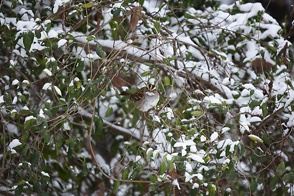 포토 JPG 해외이미지 동물 척추동물 계절 열매 야생동물 과학 겨울 날개 자연 조류 날씨 생물 사람없음 야외 갈색 환경 냉동 얼음 다양 추위 흰색 보호 12월 깃털 생물학 부리 참새 1월 계산서 내추럴 2월 동물상 생태학 해외포토 자연요소 식물 교육 컬러 다수 컨셉 조형물 날짜 생태계 파일형식 이미지허브