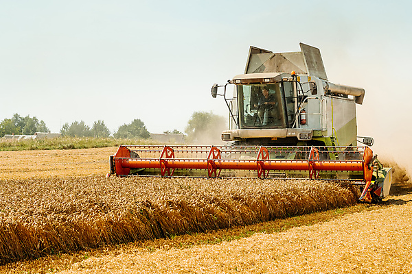 포토 JPG 해외이미지 계절 산업 밭 농업 자연 건조 옥수수 씨앗 사람없음 농작물 농경지 노란색 기계 모임 수확 시골 못 황금 농부 결합 낟알 땅 자르기 시리얼 밀 수집 유기농 보리 먼지 짐차 밀짚 밭일 숙성 호밀 해외포토 식물 직업 웰빙 음식 컬러 모션 자동차 곡류 농장 공구 짚 생태계 파일형식 이미지허브