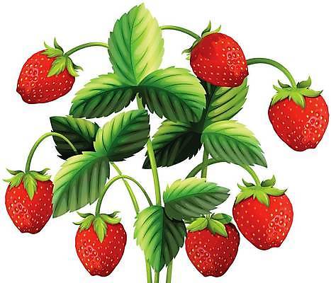 EPS 해외이미지 클립아트 일러스트 딸기 사람없음 빨간색 초록색 오브젝트 딸기잎 해외일러스트 컬러 잎 과일 파일형식 벡터 이미지허브