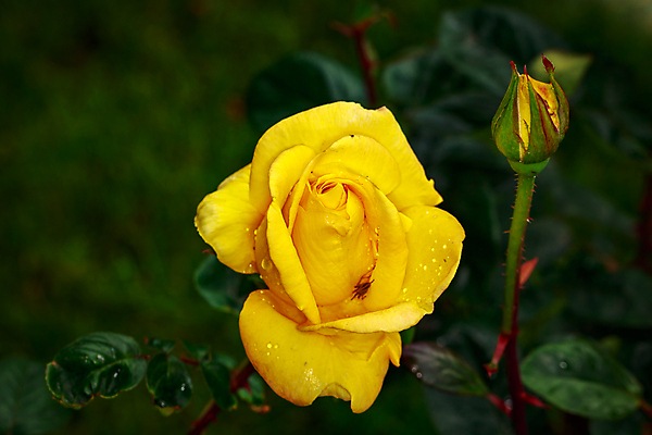 포토 JPG 해외이미지 꽃 산업 농업 자연 사람없음 야외 가로 컬러풀 한개 장미 봄 닫기 원예 카피스페이스 해외포토 식물 1 계절 컬러 모션 취미 공백 생태계 파일형식 이미지허브